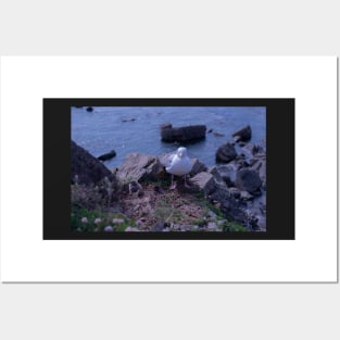 Sea Gull Chicks Posters and Art